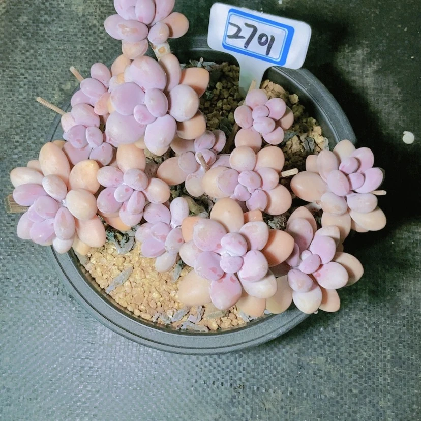 【闪购商品】E****:2701