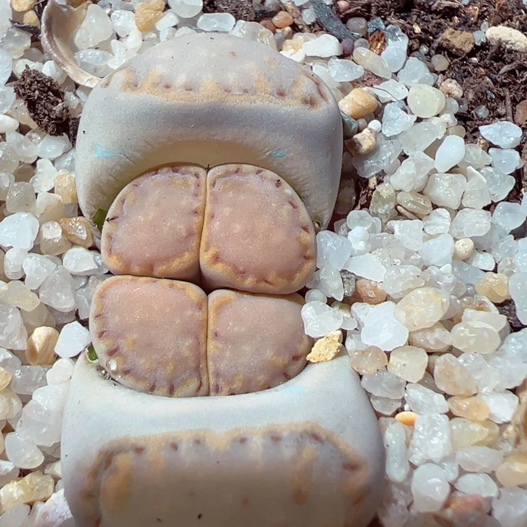 220-596多肉饼干324