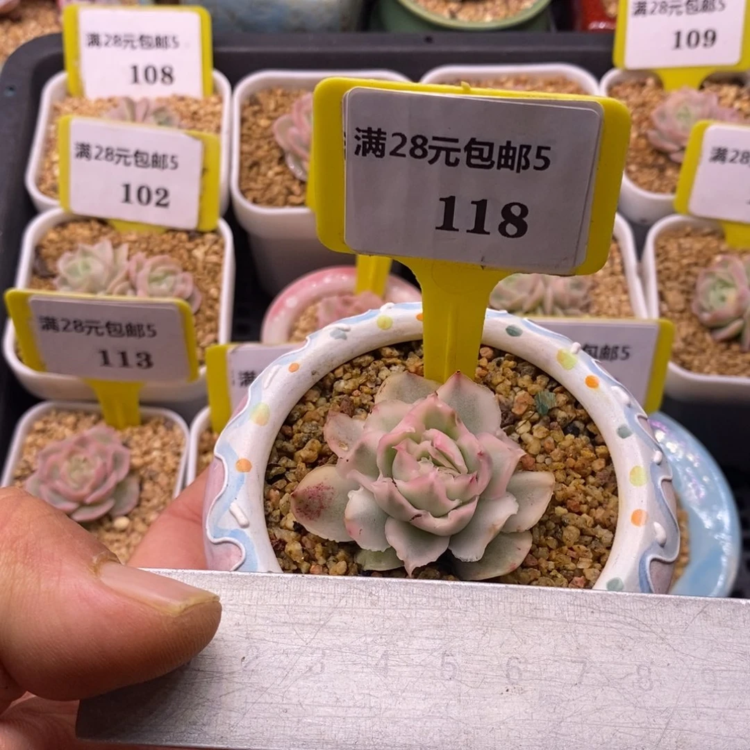 5118紫蝴蝶富轮锦多肉植物