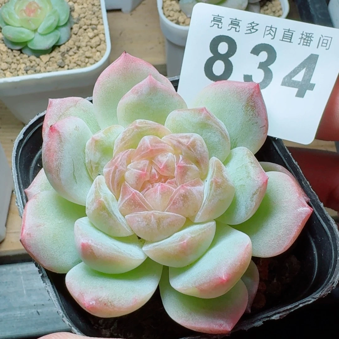 开播福利