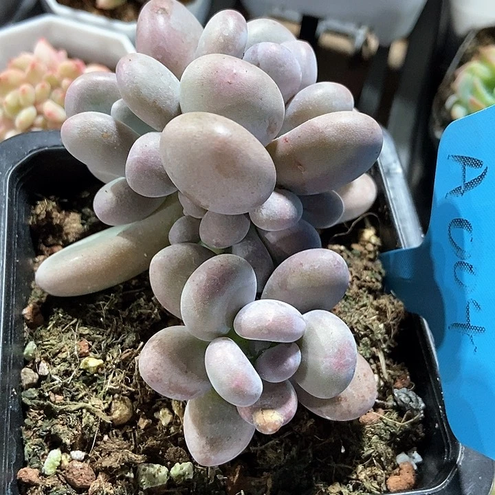 多肉植物大叶奶a 004