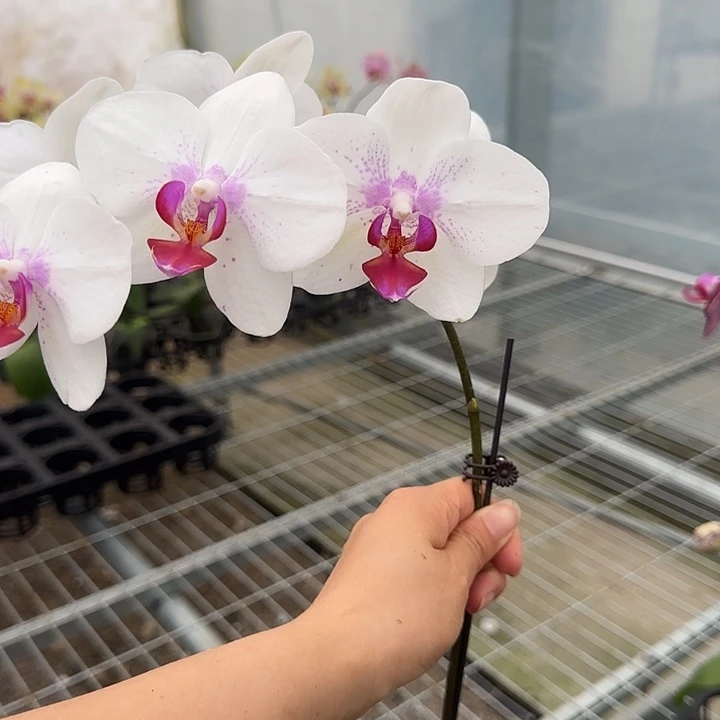 完全开放M364剪梗