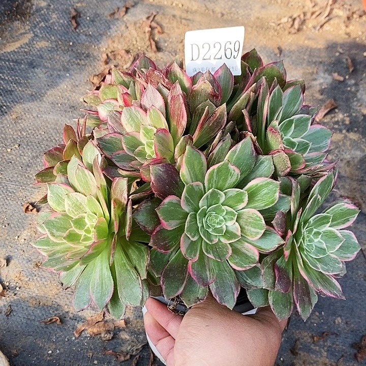 2269万花筒多肉不周正