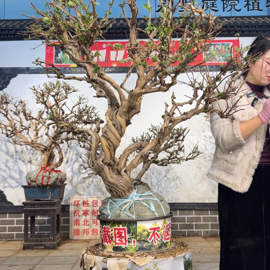 无花朵金银花88888