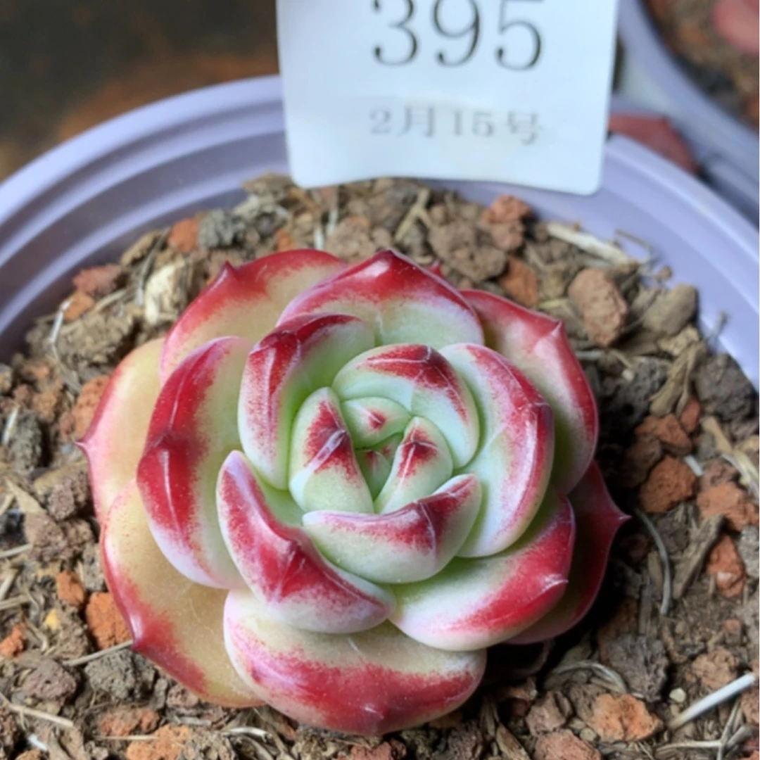 【闪购商品】云395