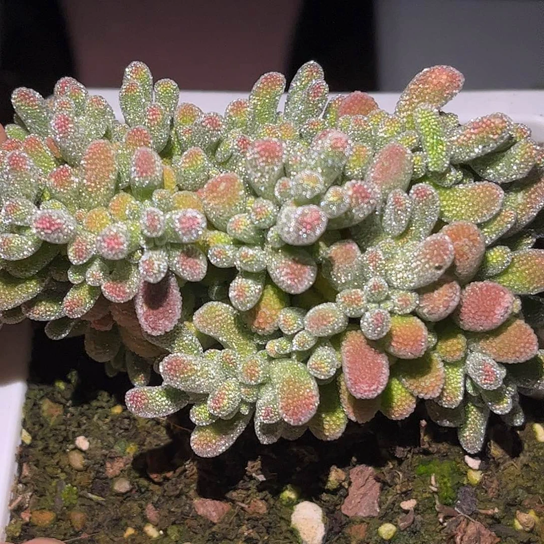 56五彩冰晶优选枝干番杏