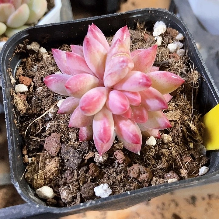 多肉植物虞美人963