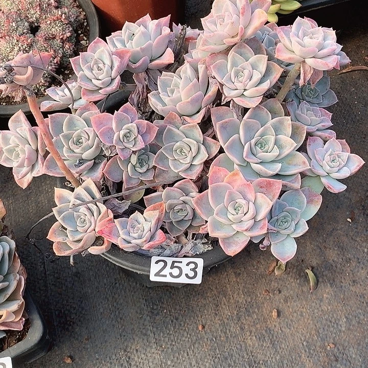 253哈利 一物一拍多肉