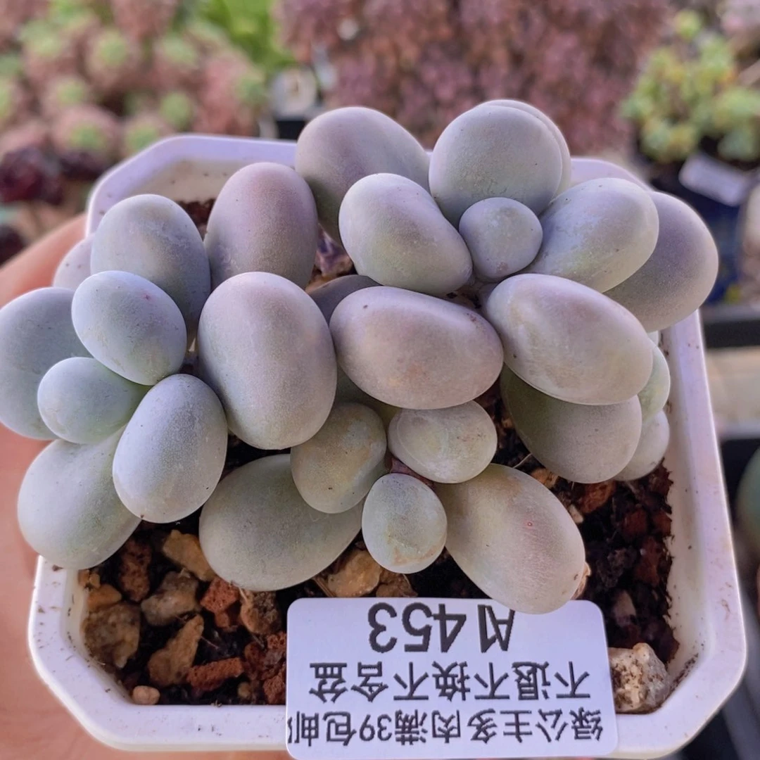 水光针奶酪8cm453多肉植物