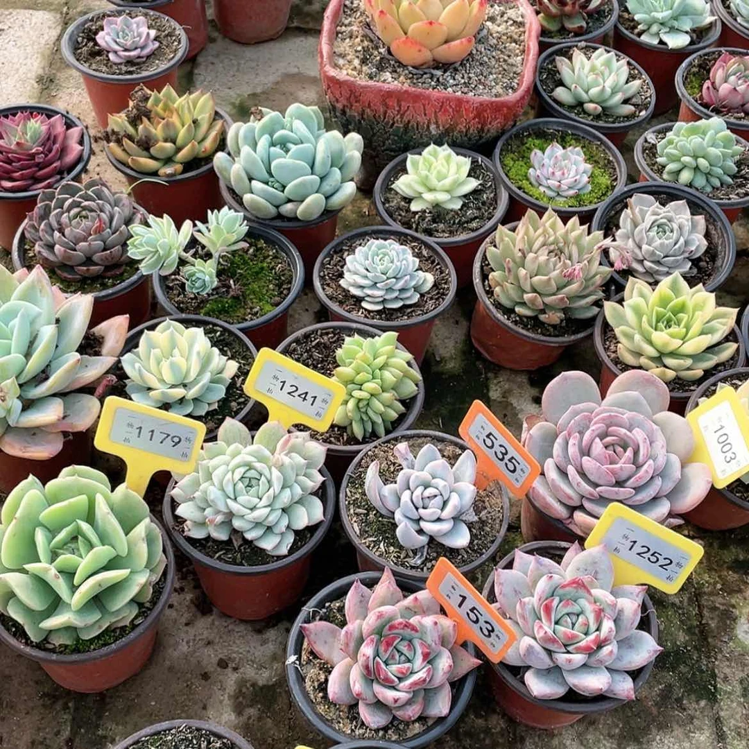 【闪购商品】美*斯1221两颗一组