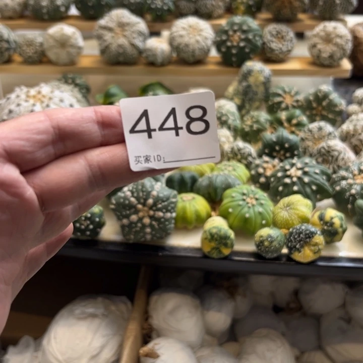 海***浪兜星球仙人球448号