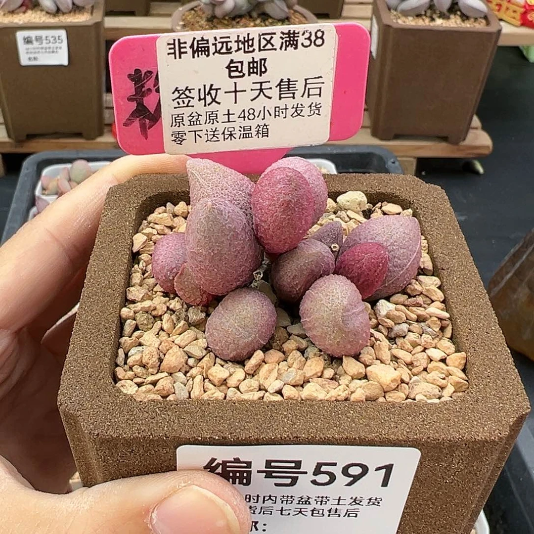 ?****.591服部多肉植物