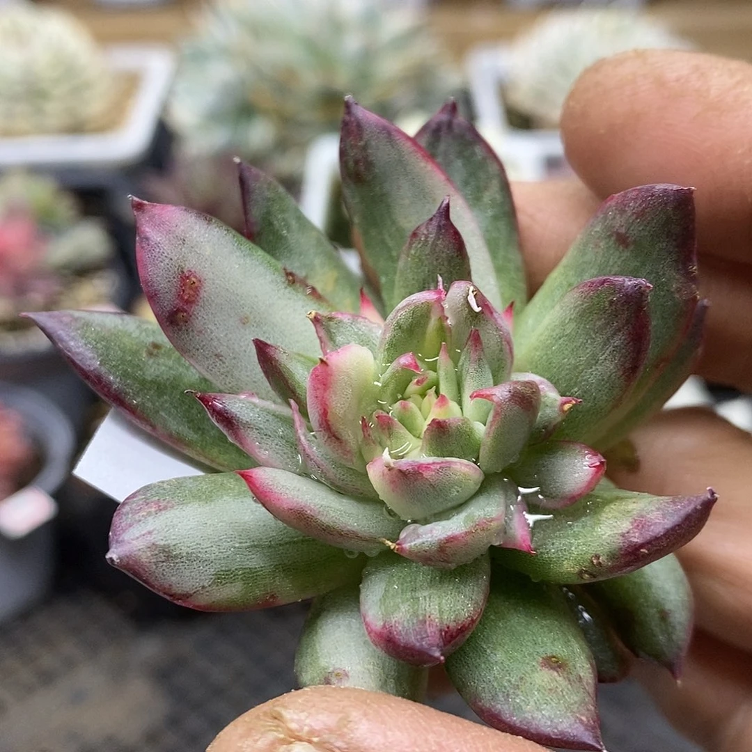 13154 不知名东云锦头盖 需延时发货