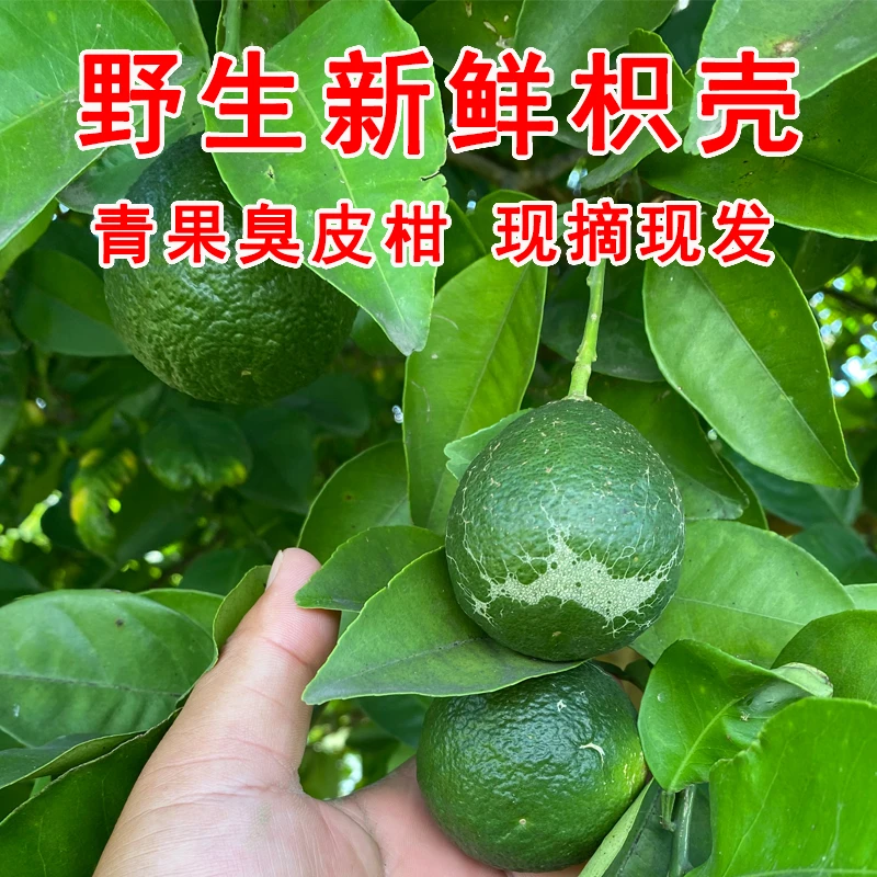新鲜臭皮柑青果 新鲜枳壳  现摘枳实 鲜果 切片泡水 泡酒喝
