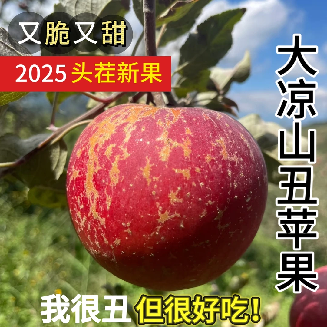 【金秋丰收季】2025年头茬正宗大凉山盐源丑苹果高山现摘新鲜脆甜多汁四川省