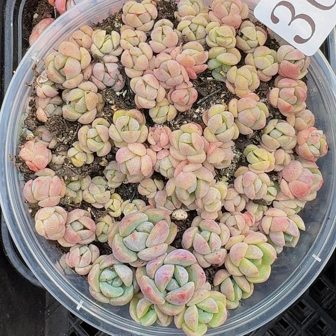 多肉植物多肉植物364