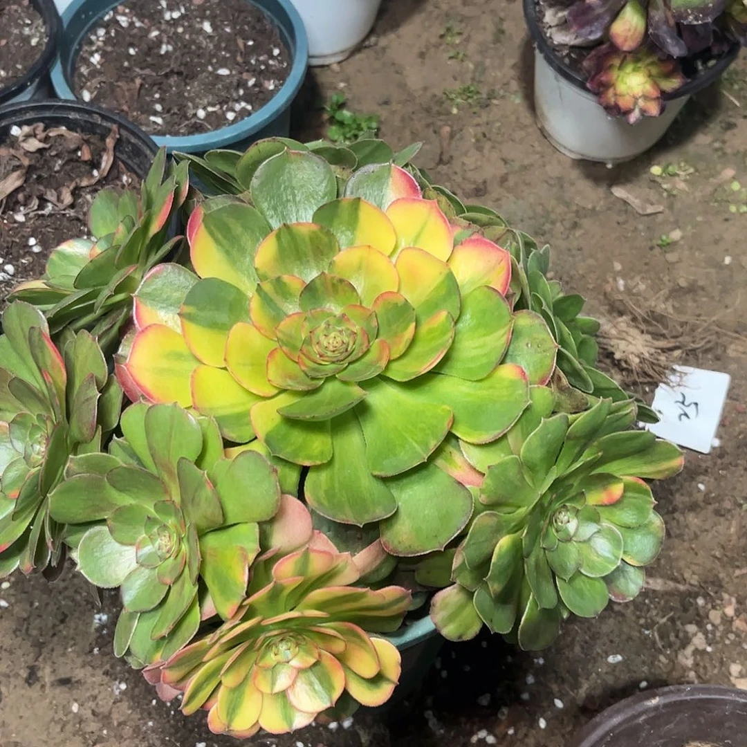 多肉植物万七彩捧花