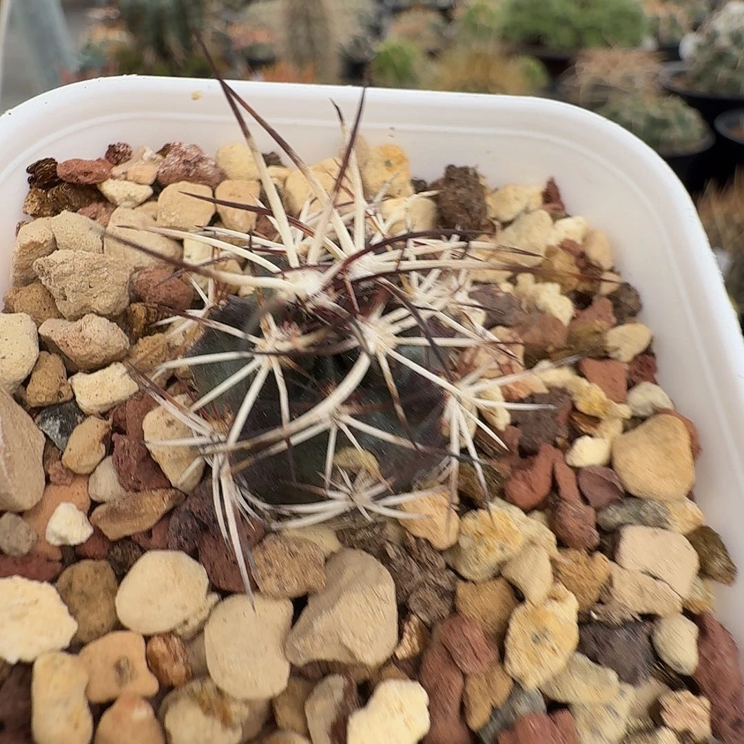 实生达氏脱土发货