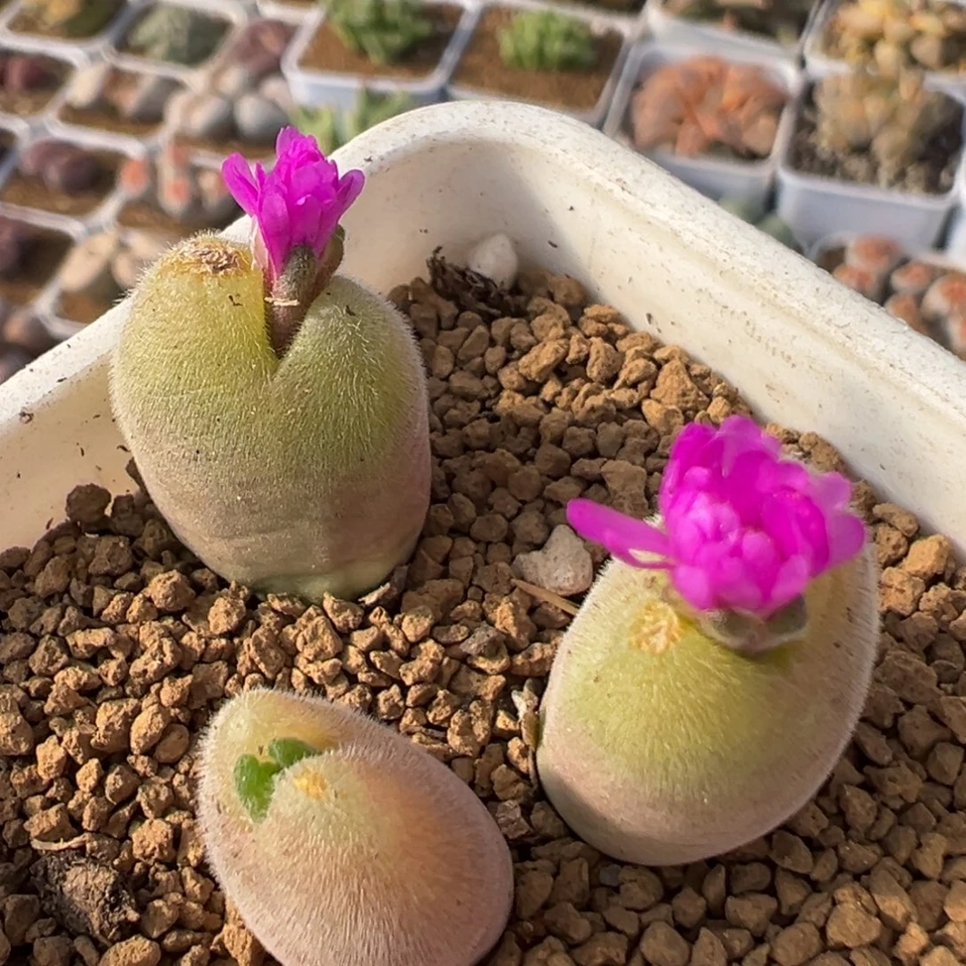 182多肉植物百科植物