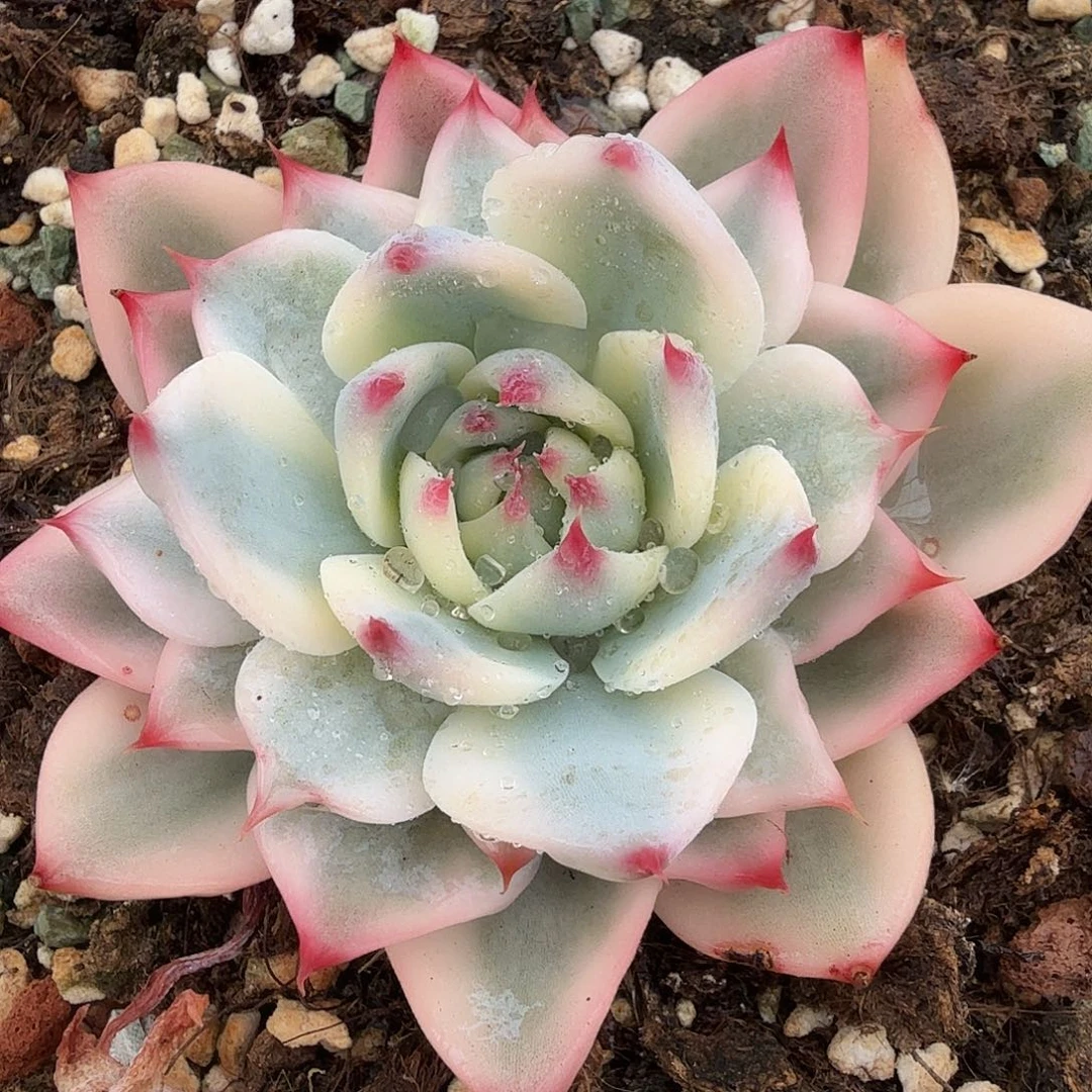 吉娃娃锦，多肉植物