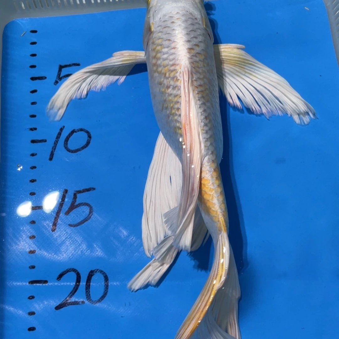 锦鲤锦鲤蝴蝶鲤鱼包邮