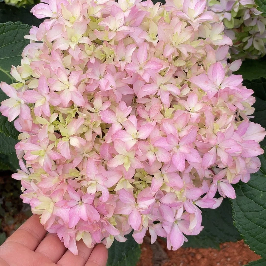 绣球一物一拍（3冷4空）27