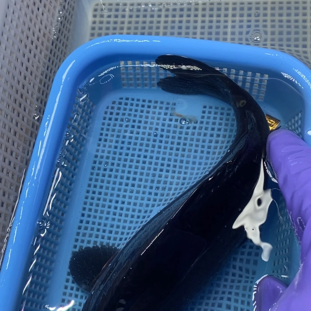 锦鲤冷水锦鲤包邮