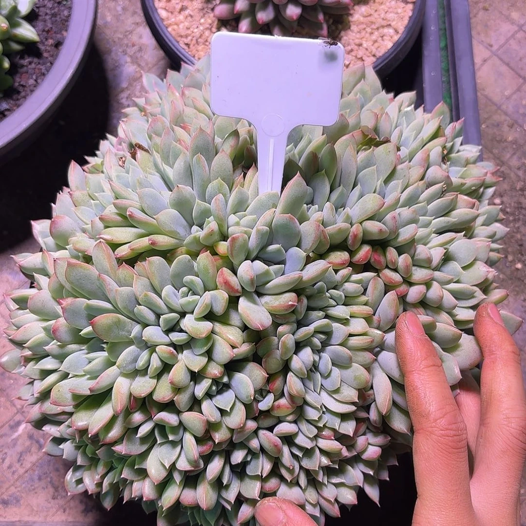 麦达丝女王缀1234567890111