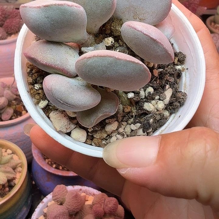 水蜜桃和草莓都很好吃的