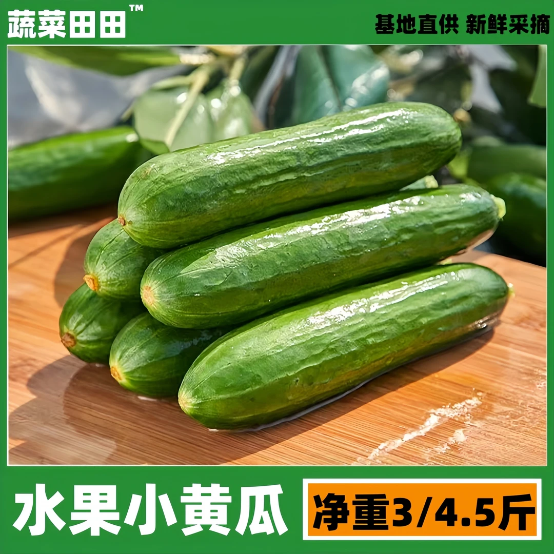 水果小黄瓜现摘现发山东食用农家农产品爽脆净重3/4.5斤