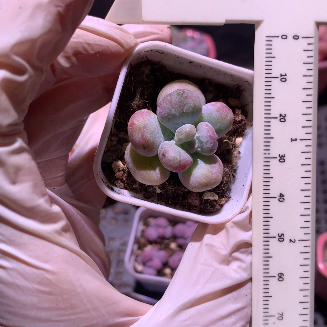 黄油油煎奶酪多肉