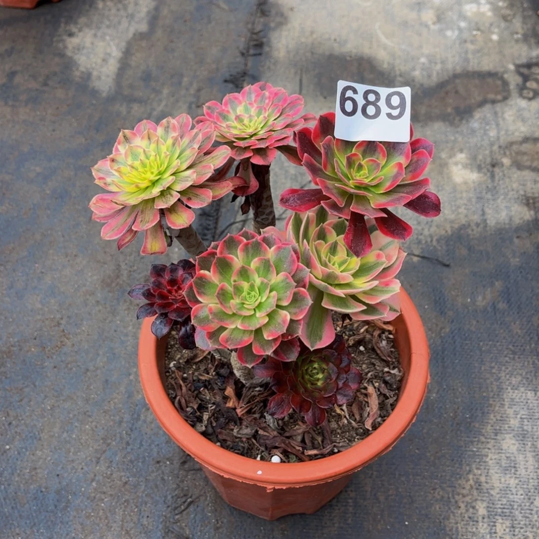 多肉植物嫁接689法师