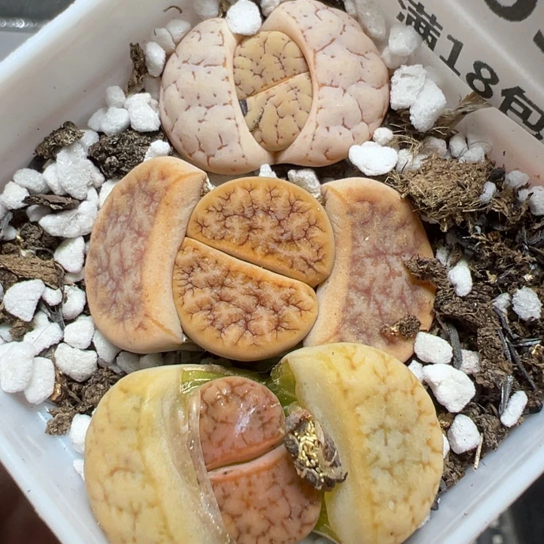 【闪购商品】763……