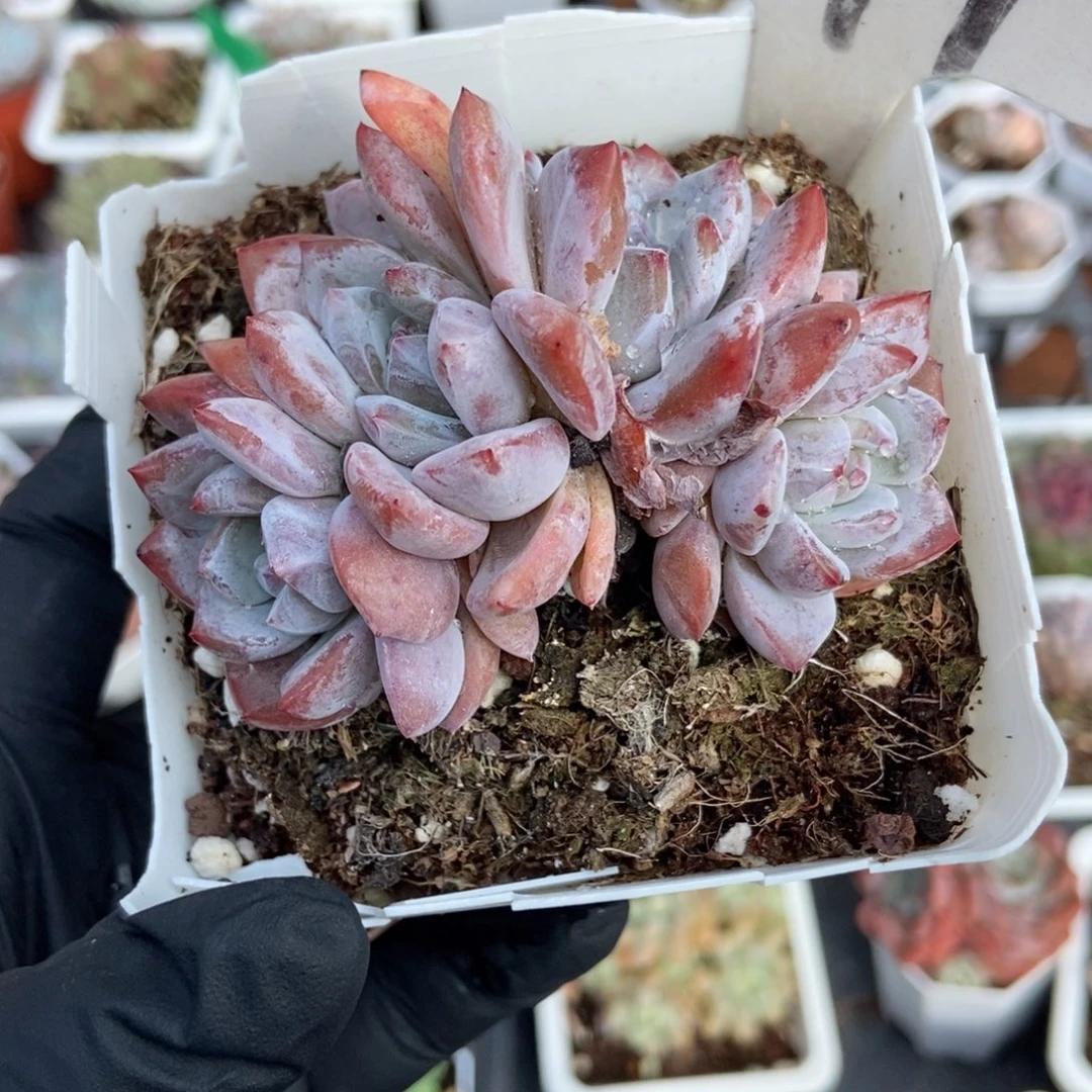 999橙子多肉植物多肉