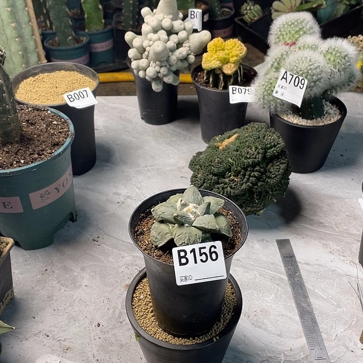 完全开放156青瓷怒