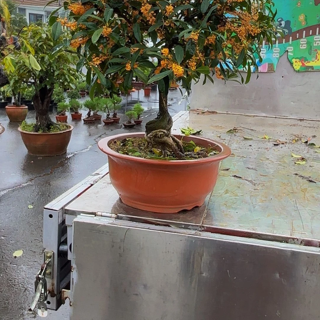 完全开放桂花盆景造型盆栽花卉