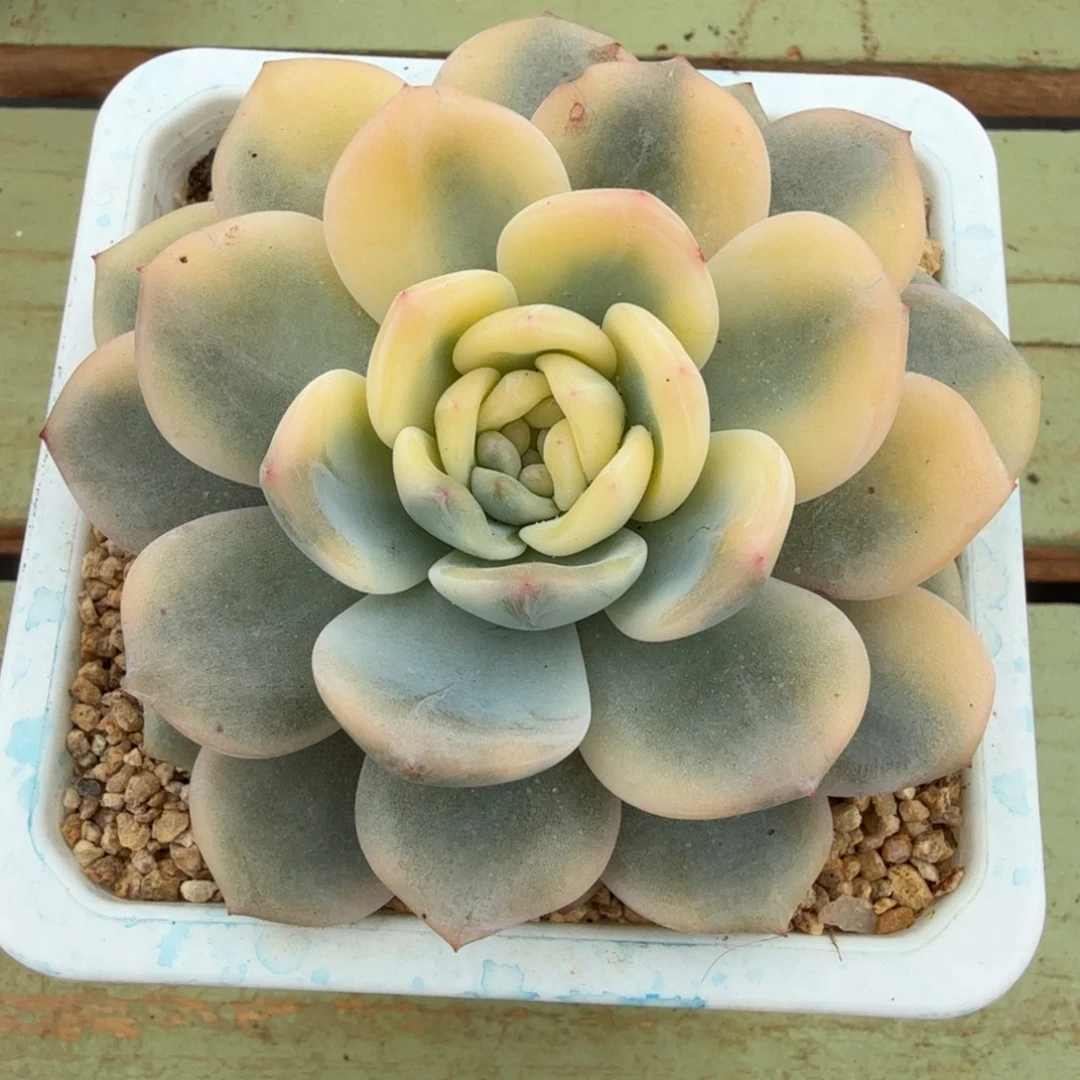 梦露宽锦锦上园艺一物一拍