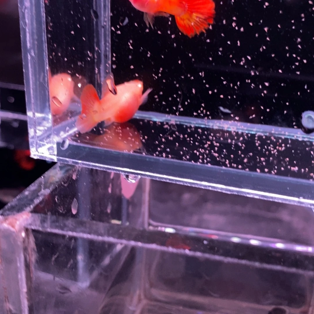 孔雀鱼玻璃猫一对