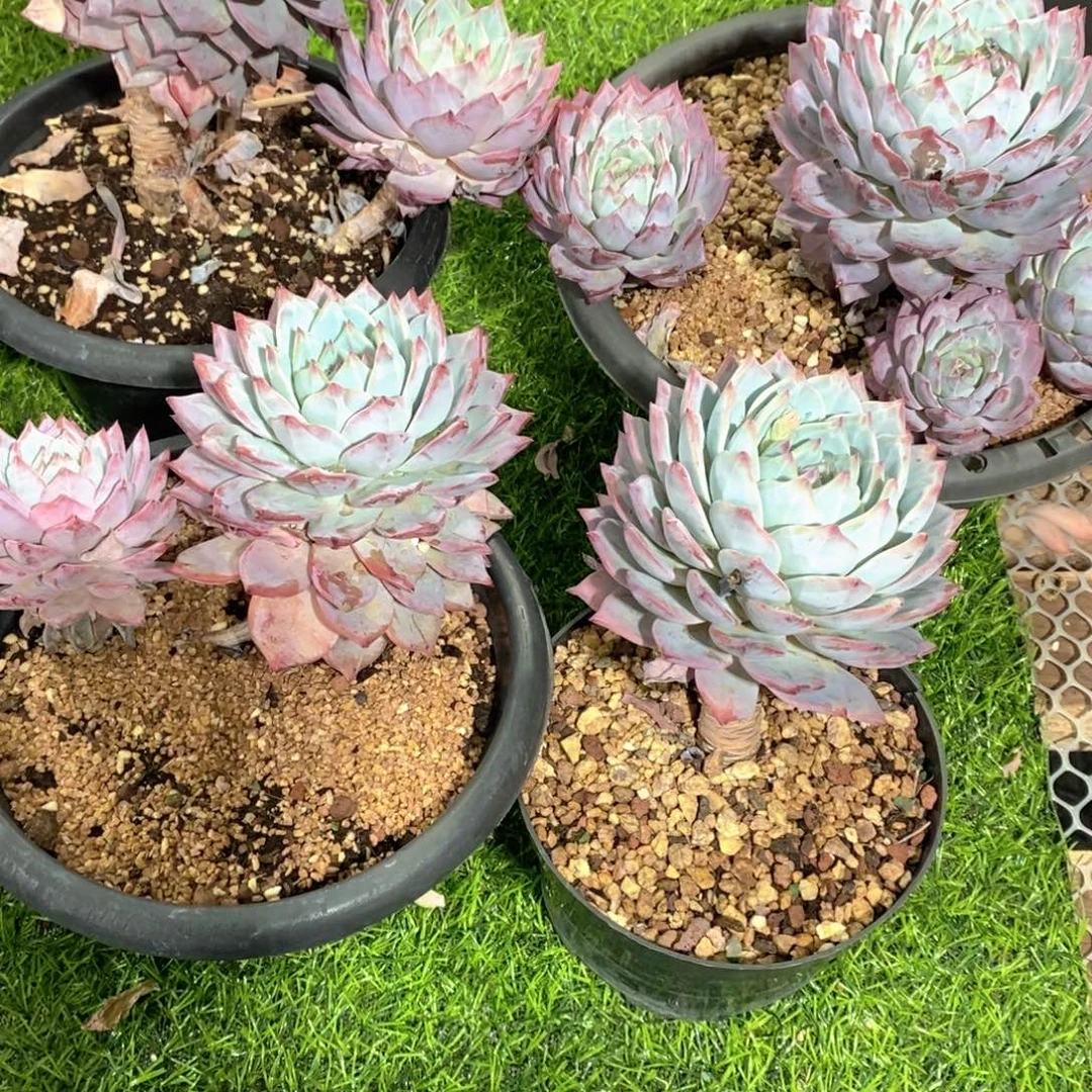 南***南粉蓝鸟多肉植物老桩