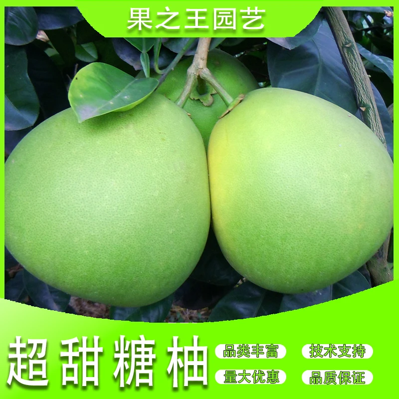 果之王【超甜糖柚】南北方种植盆栽地栽嫁接容器苗轻基质容器柚子苗