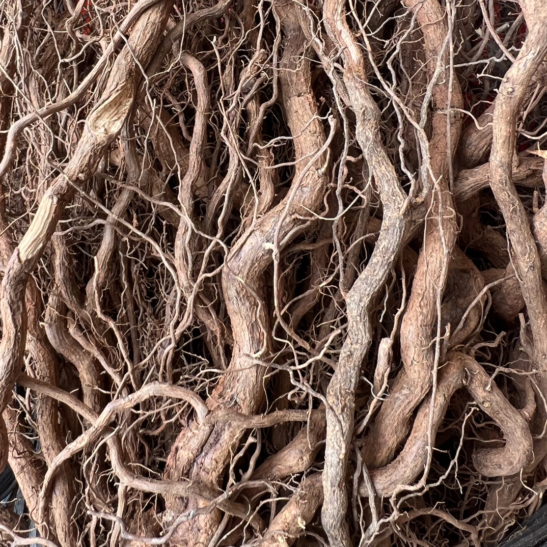 福建连城野生三月泡根可煲汤