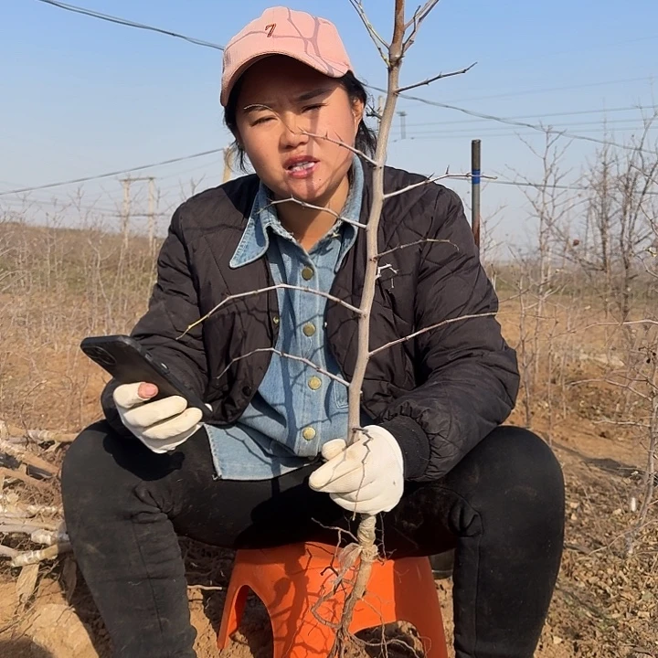 冰糖脆枣，对板发货，嫁接的