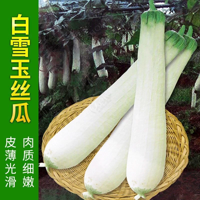 【全店满5包包邮】【全店满5包包邮】白丝瓜种子 摘