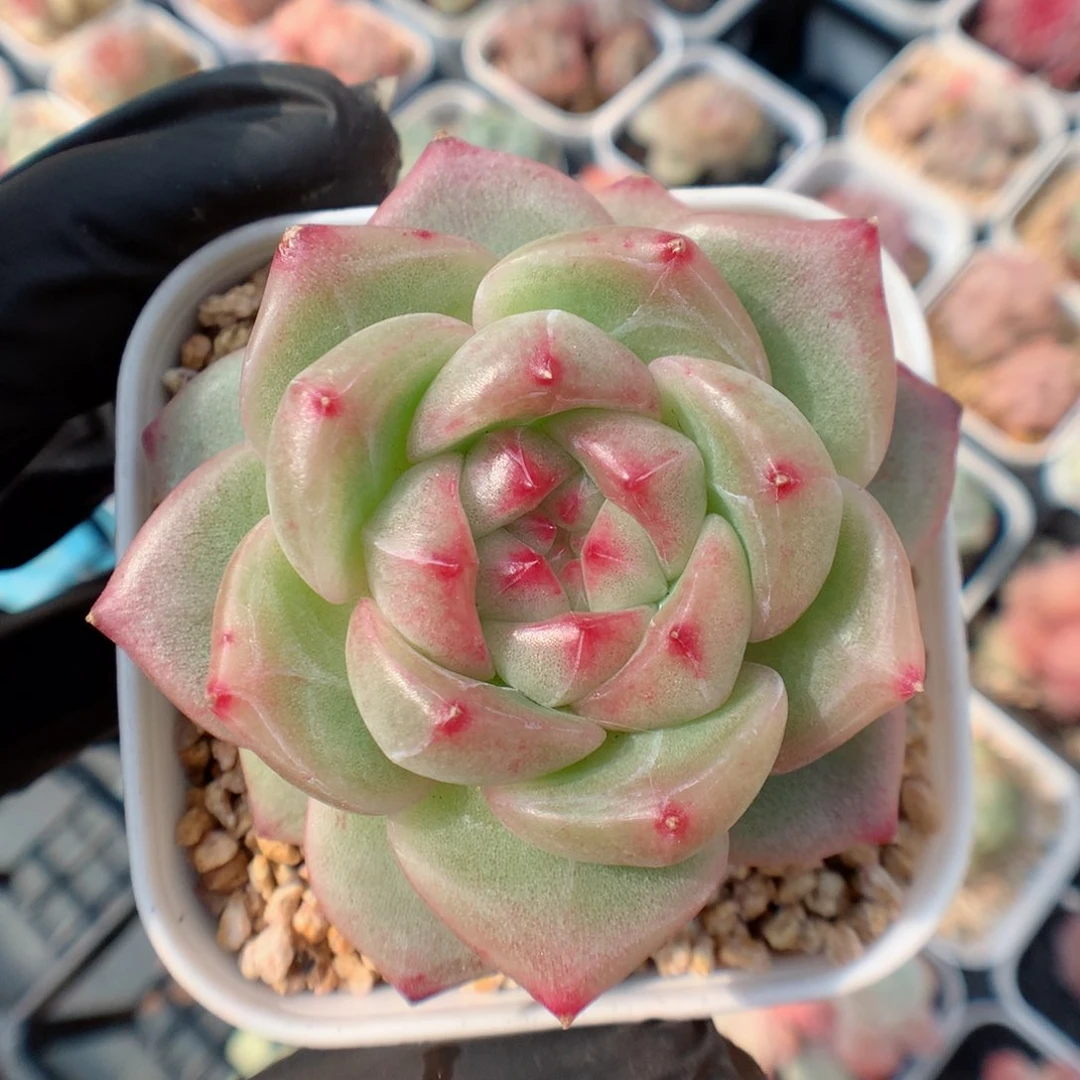 多肉植物。 糖心33