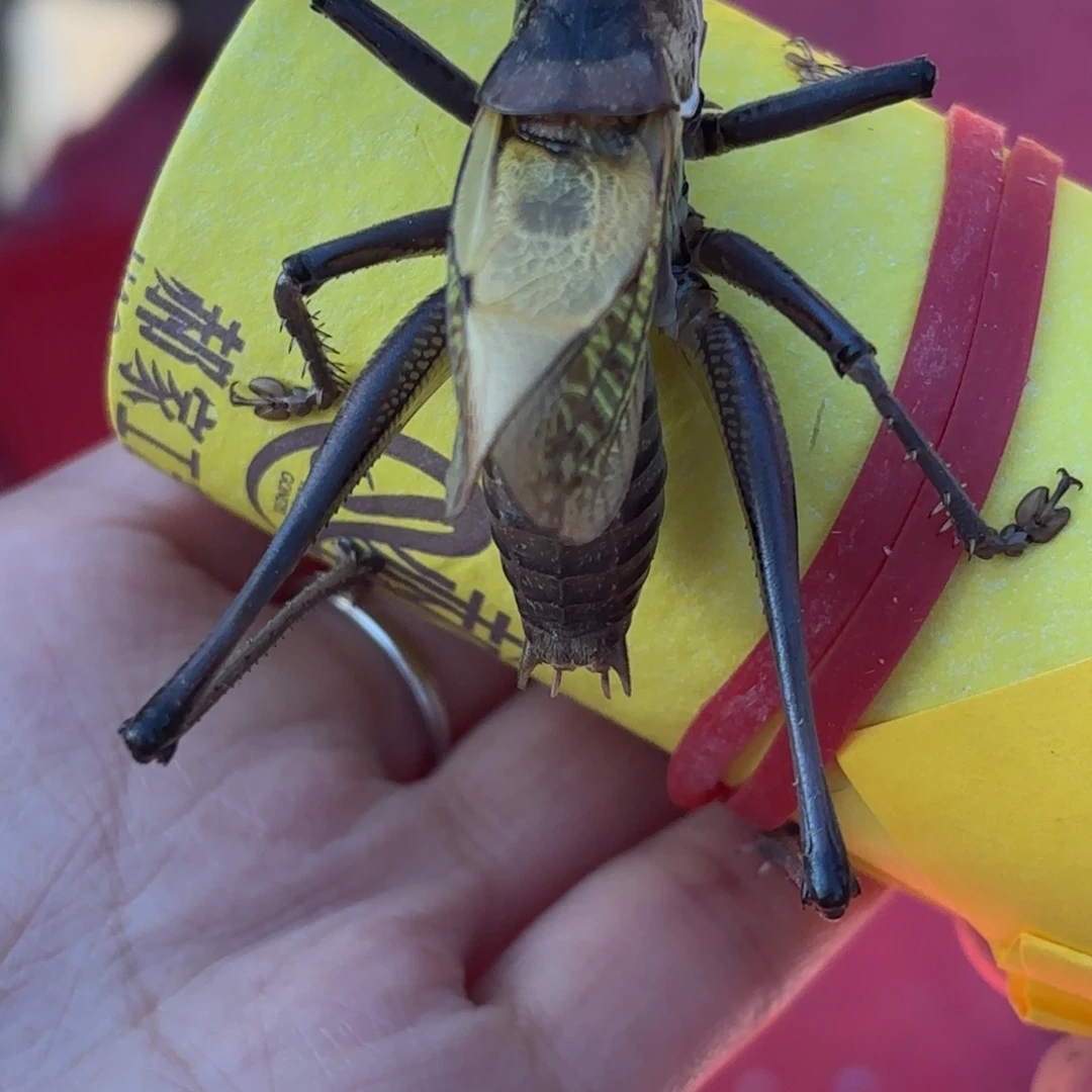 用***5蝈蝈蝈蝈福福价格