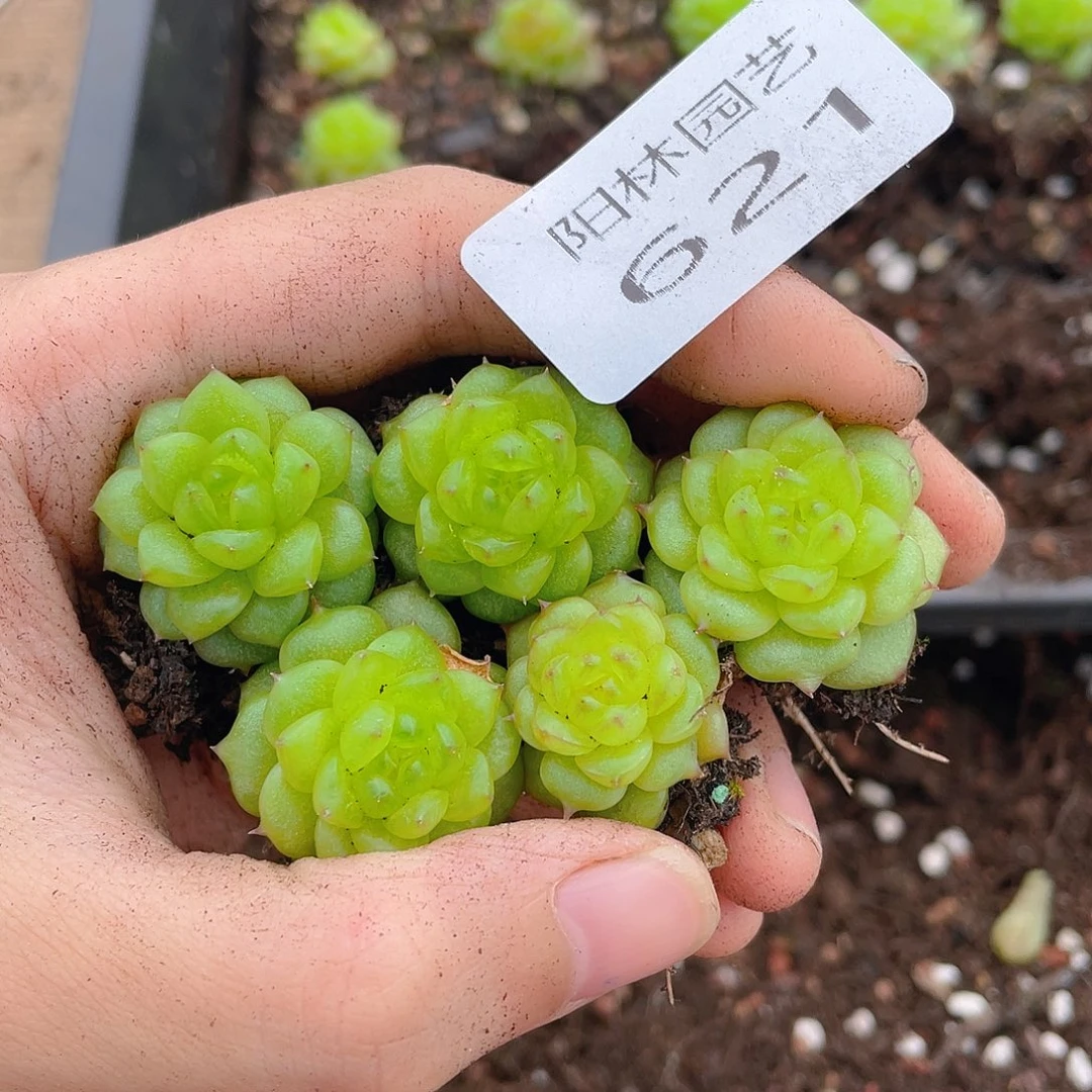 多肉植物多肉植物621