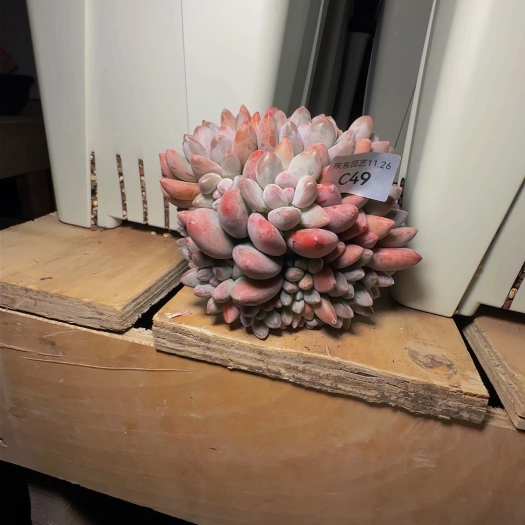 c c c c c c c c v 49