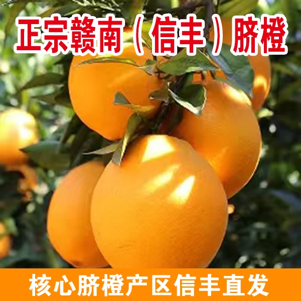 正宗赣南脐橙5斤自家果园现采现发