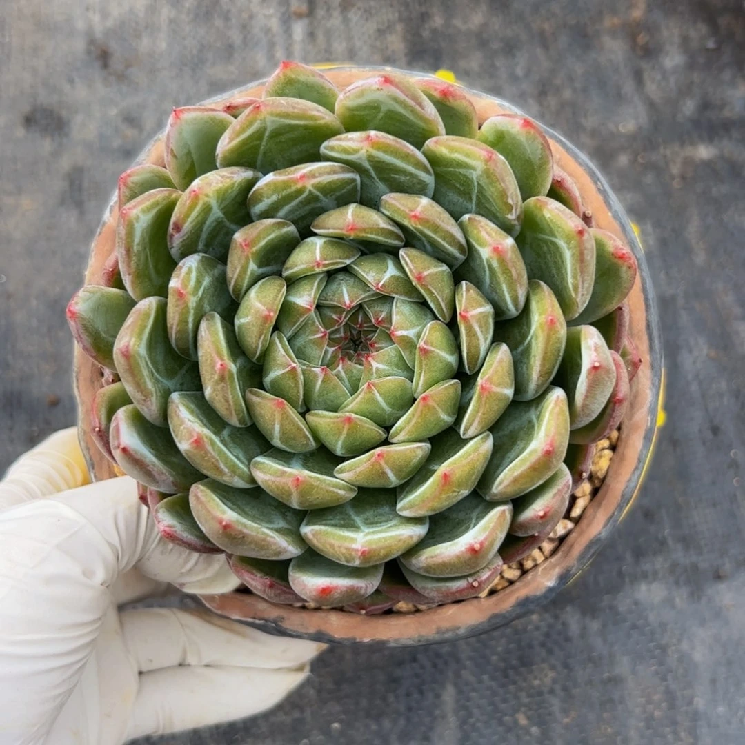 雪花珍妮多肉植物