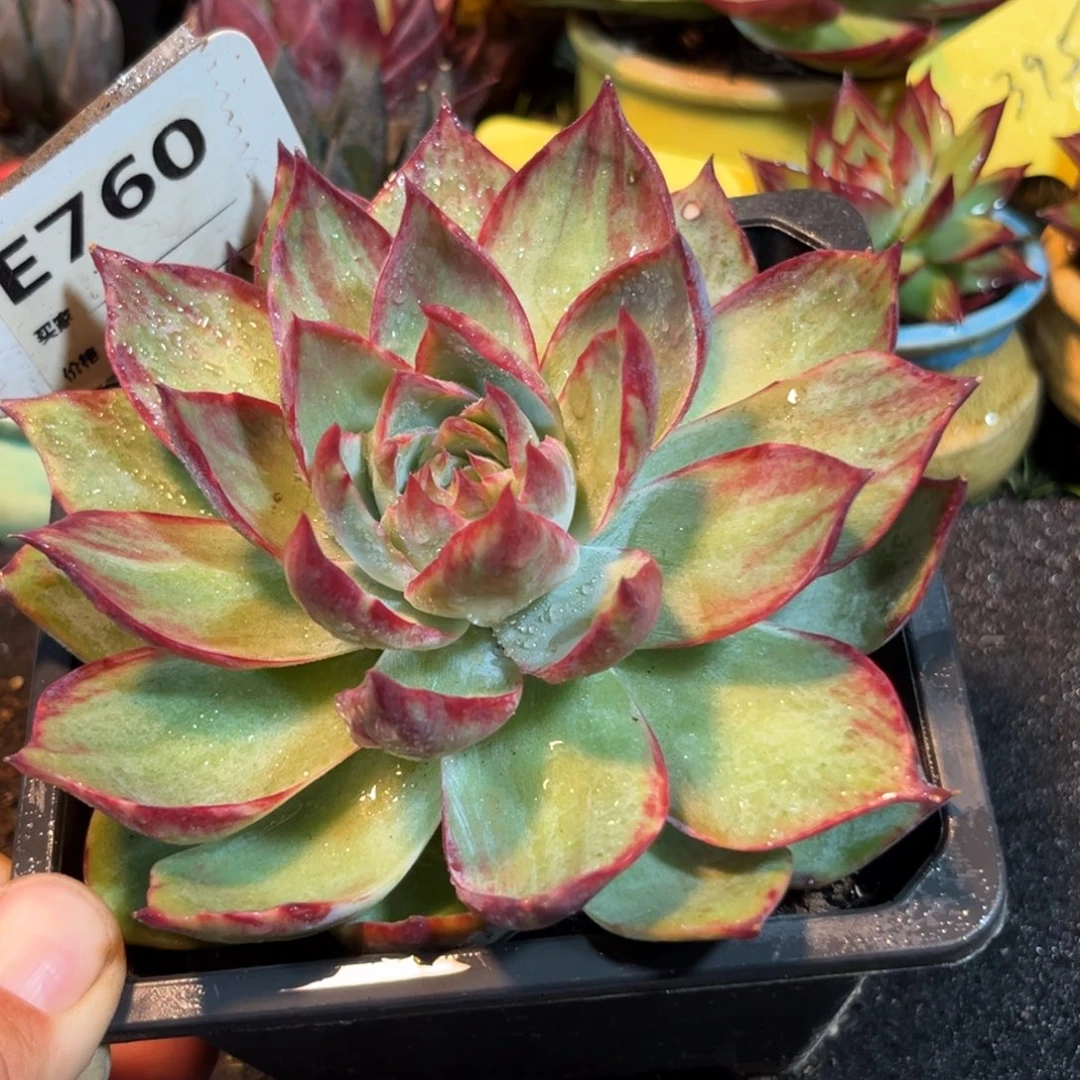 惊鸿一物一拍包装收缩花旱760